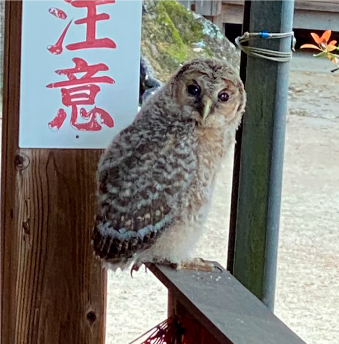 フクロウイメージ01