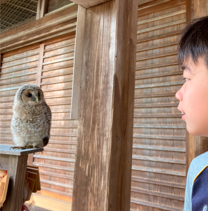 フクロウイメージ03