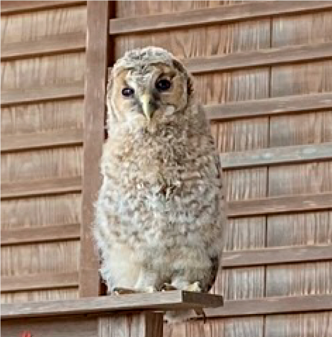 フクロウイメージ04