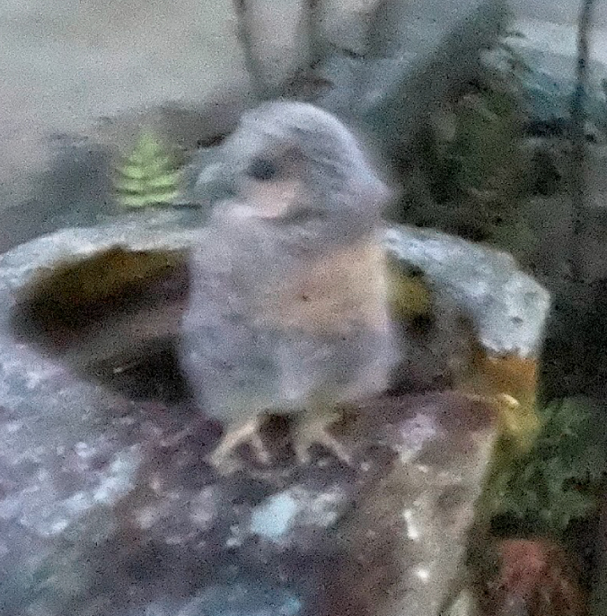 フクロウイメージ