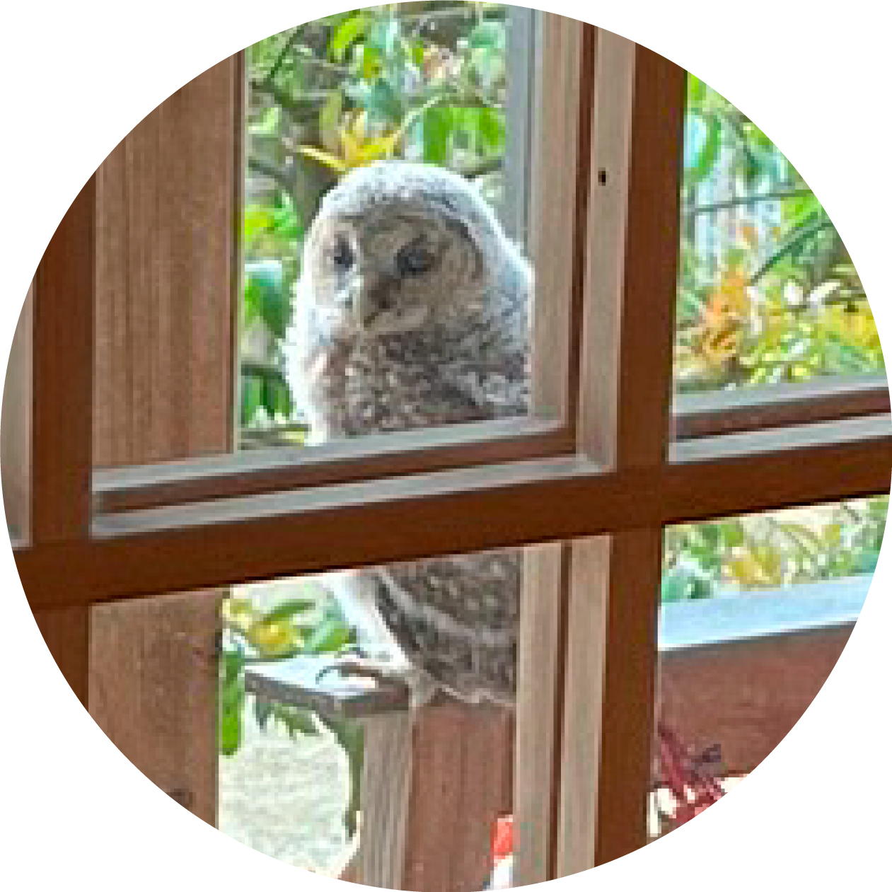 フクロウイメージ